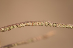 Paspalum virgatum