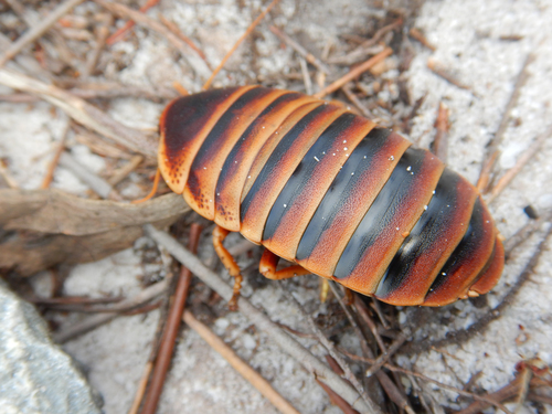 Aptera fusca