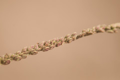 Paspalum virgatum