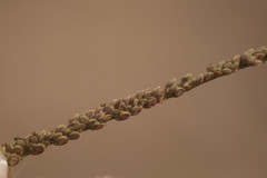 Paspalum virgatum