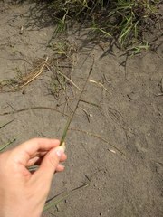 Paspalum virgatum