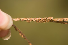 Paspalum virgatum