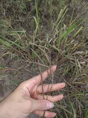 Paspalum virgatum