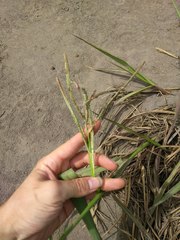 Paspalum virgatum
