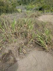 Paspalum virgatum
