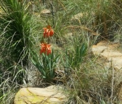 Aloe verecunda