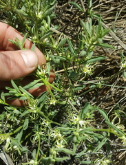 Brachystelma circinatum