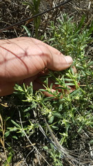 Brachystelma circinatum