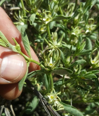 Brachystelma circinatum