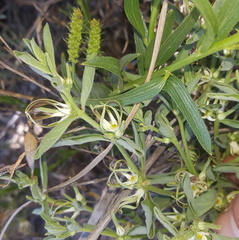 Brachystelma circinatum
