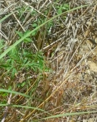 Gerrhosaurus flavigularis