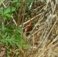 Gerrhosaurus flavigularis