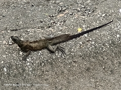 Hydrosaurus pustulatus