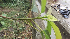 Ficus variegata garciae