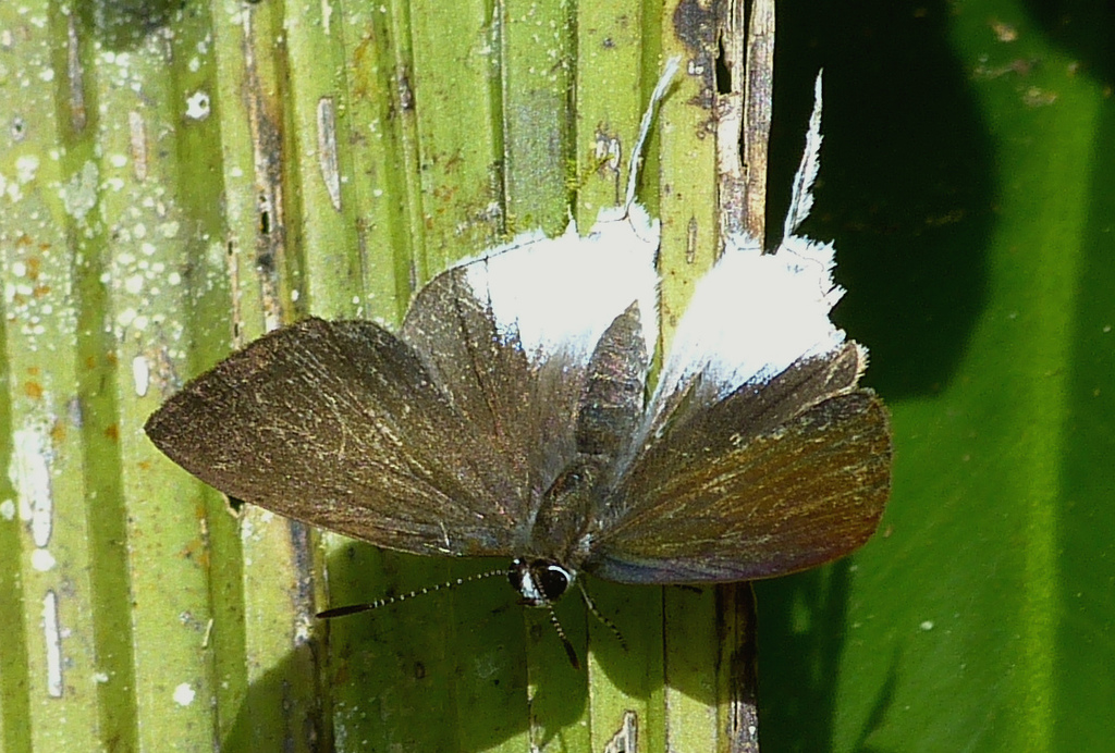 Sinthusa makikoae