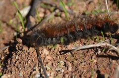 Macrothylacia digramma