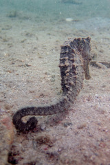 Hippocampus kuda