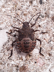 Halyomorpha halys
