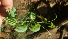 Adenia glauca