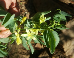 Adenia glauca