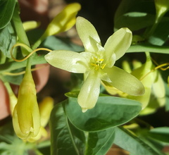 Adenia glauca