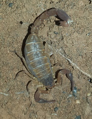 Pseudolychas ochraceus