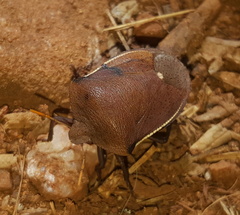 Basicryptus costalis