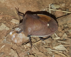 Basicryptus costalis