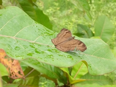 Junonia iphita