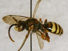 Nomada xanthura