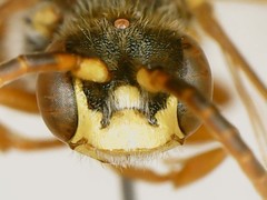 Nomada xanthura