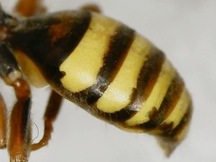 Nomada xanthura