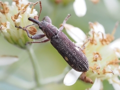 Rhinotia bimaculata