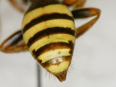 Nomada xanthura
