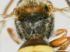 Nomada xanthura
