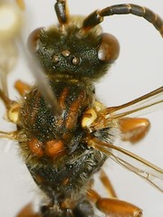 Nomada xanthura