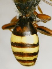 Nomada xanthura