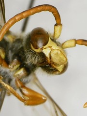 Nomada xanthura
