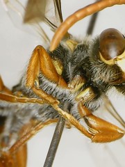 Nomada xanthura