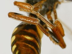 Nomada xanthura