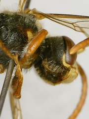 Nomada xanthura