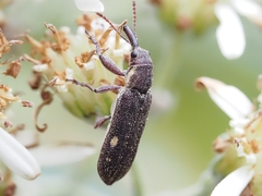 Rhinotia bimaculata