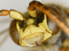 Nomada xanthura