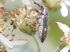 Rhinotia bimaculata