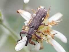 Rhinotia bimaculata