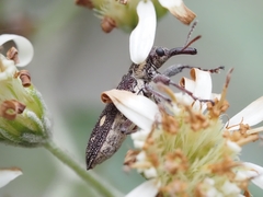 Rhinotia bimaculata