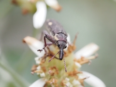Rhinotia bimaculata
