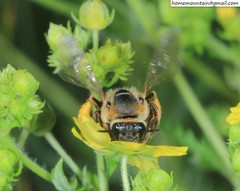 Eucera pekingensis