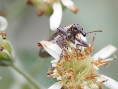 Rhinotia bimaculata