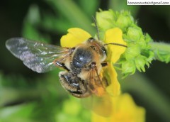 Eucera pekingensis